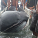 Illustration for article titled Incredibly Rare And Mysterious Deep-Sea Megamouth Shark Washes Ashore